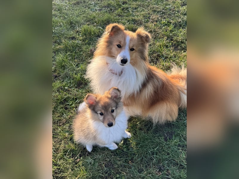 Sheltie Welpe aus VdH/ FCI Zucht