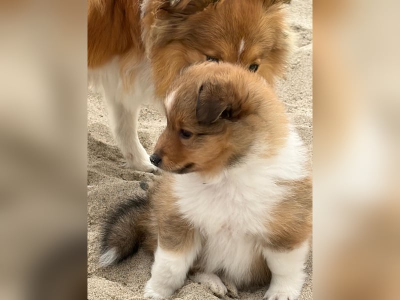Sheltie Welpen suchen ihre Lieblingsmenschen