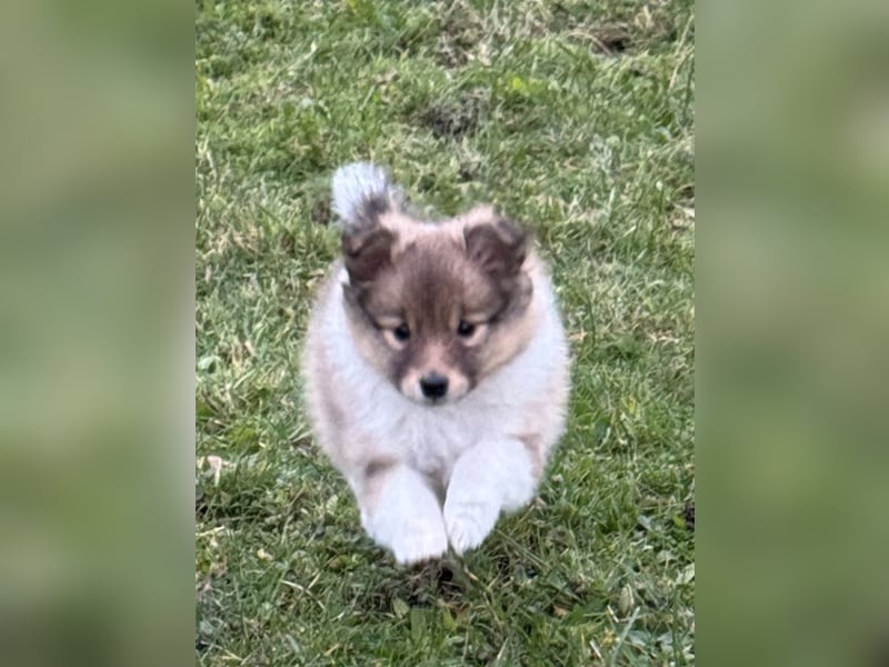 Sheltie Welpe aus VdH/ FCI Zucht