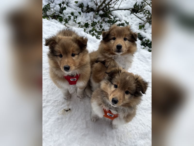 Sheltie Welpe aus VdH/ FCI Zucht