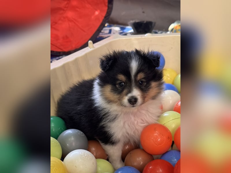 Sheltie Welpen suchen ihre Lieblingsmenschen