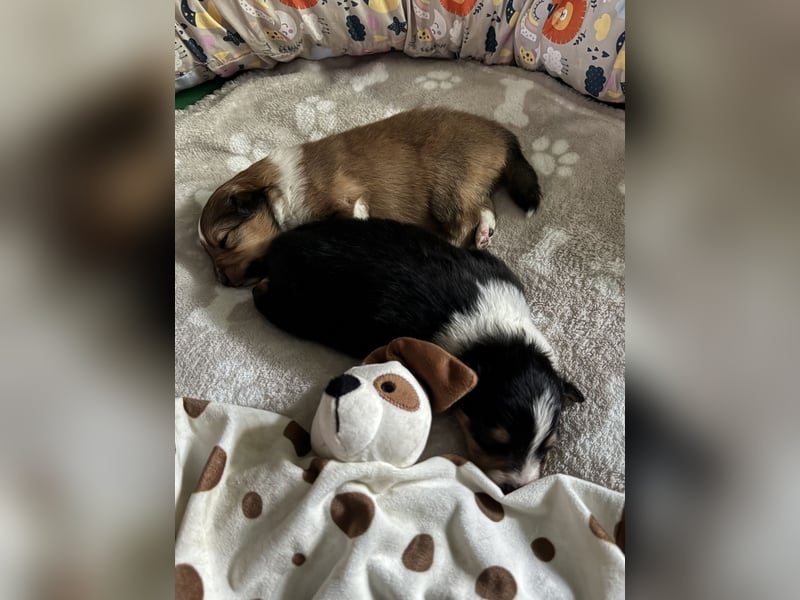 Sheltie Welpe sucht seine(n) Lieblingsmenschen