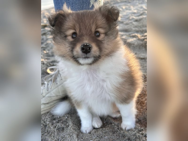 Sheltie Welpe aus VdH/ FCI Zucht