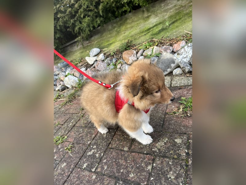 Sheltie Welpen suchen ihre Lieblingsmenschen