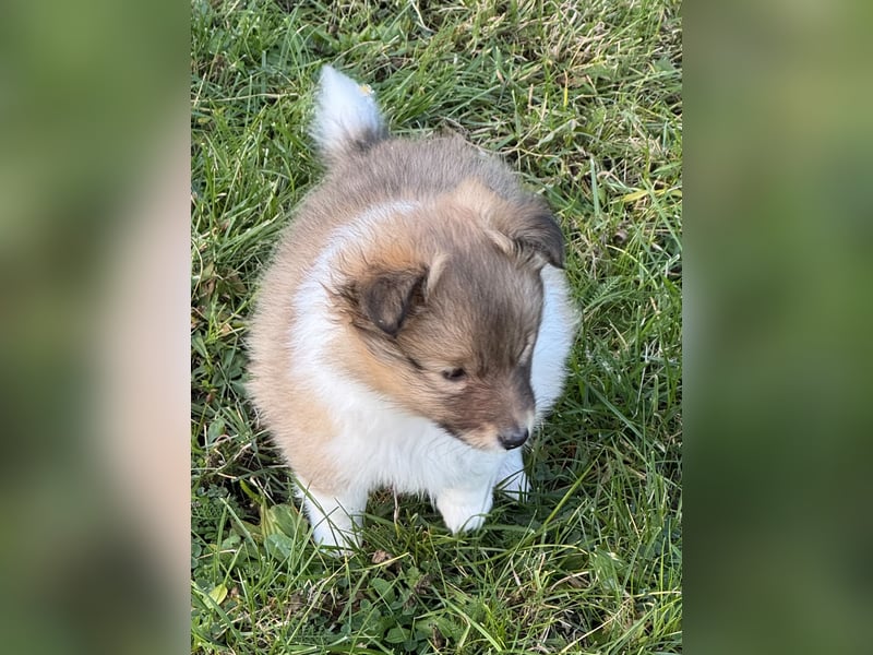 Sheltie Welpe aus VdH/ FCI Zucht