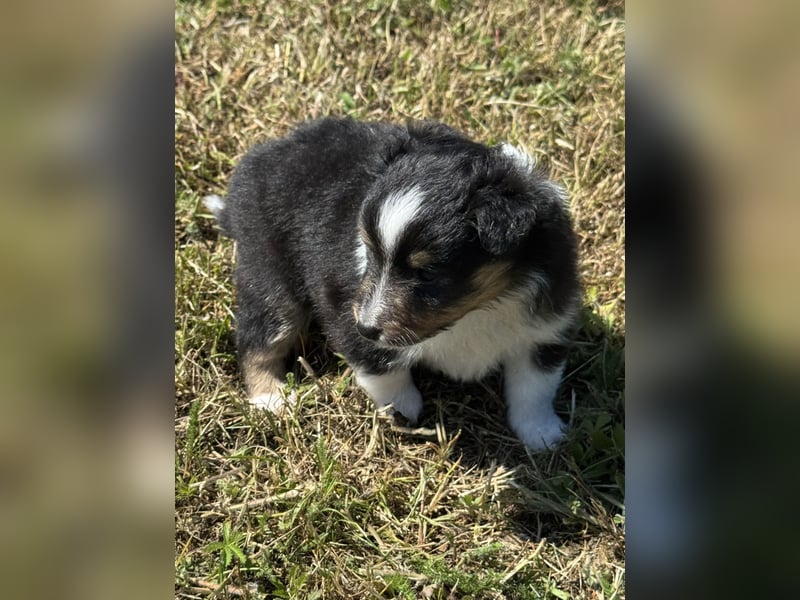 Sheltie Welpen suchen ihre Lieblingsmenschen