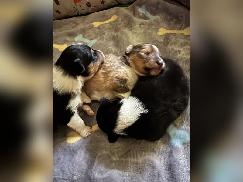 Sheltie Welpe sucht seine(n) Lieblingsmenschen