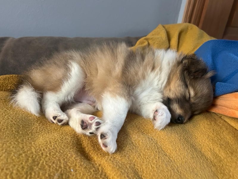 Sheltie Welpe aus VdH/ FCI Zucht