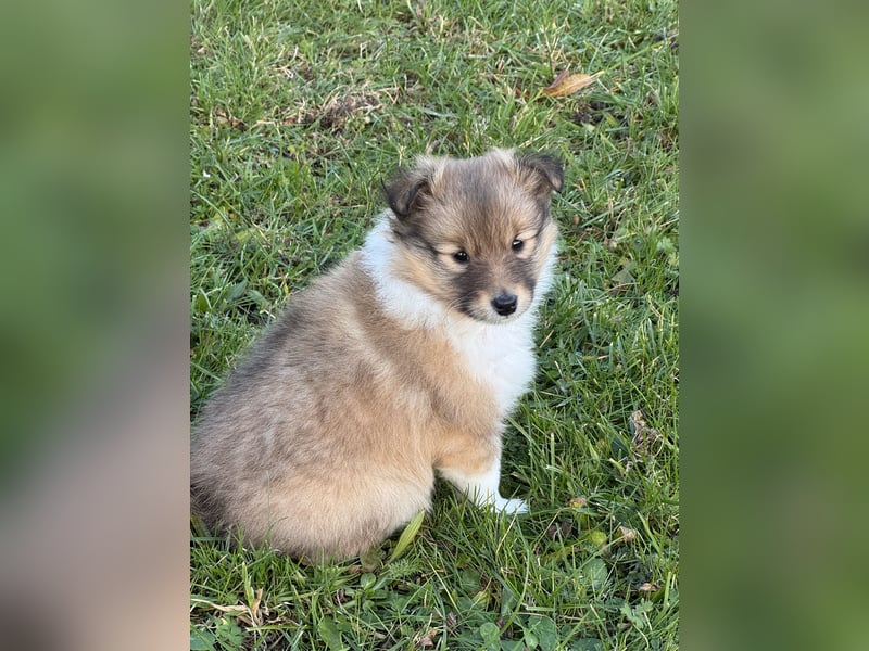 Sheltie Welpe aus VdH/ FCI Zucht
