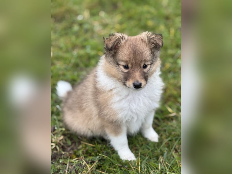 Sheltie Welpe aus VdH/ FCI Zucht