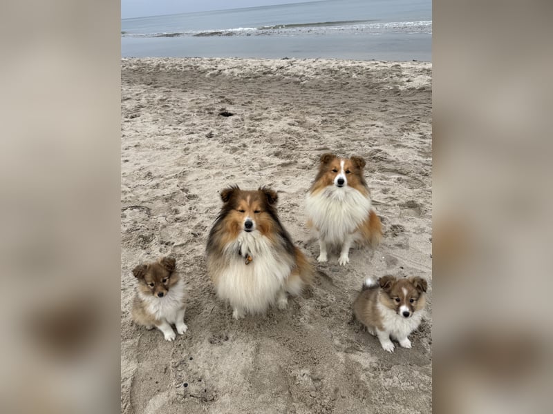 Sheltie Welpen suchen ihre Lieblingsmenschen