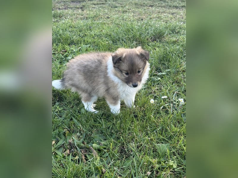 Sheltie Welpe aus VdH/ FCI Zucht