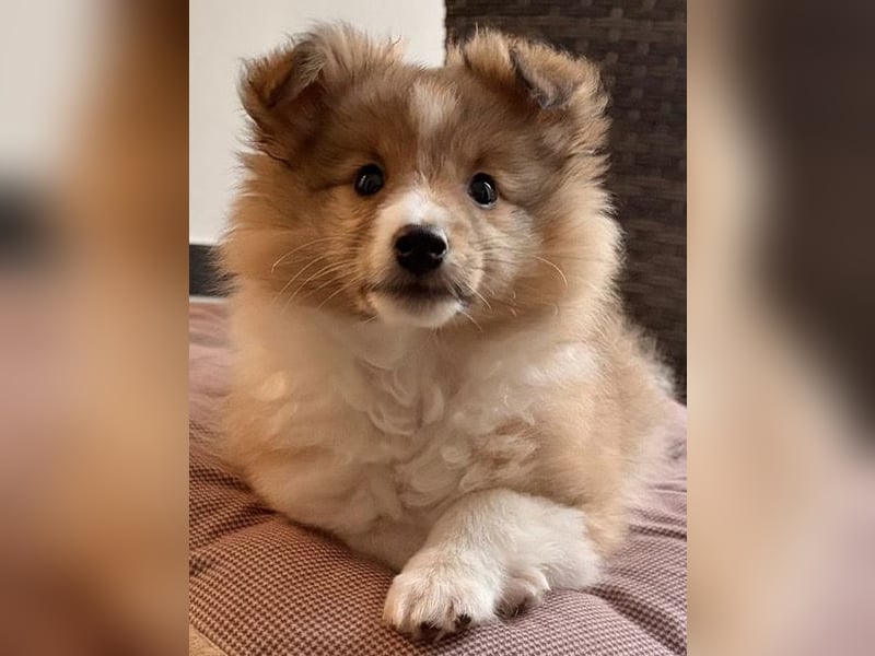 Sheltie Welpe aus VdH/ FCI Zucht