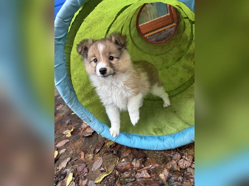 Sheltie Welpen suchen ihre Lieblingsmenschen
