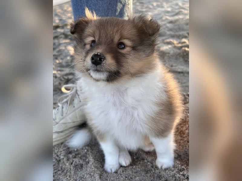 Sheltie Welpen suchen ihre Lieblingsmenschen