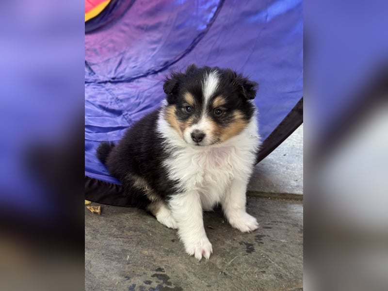 Sheltie Welpen suchen ihre Lieblingsmenschen