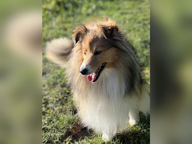 Sheltie Welpe aus VdH/ FCI Zucht