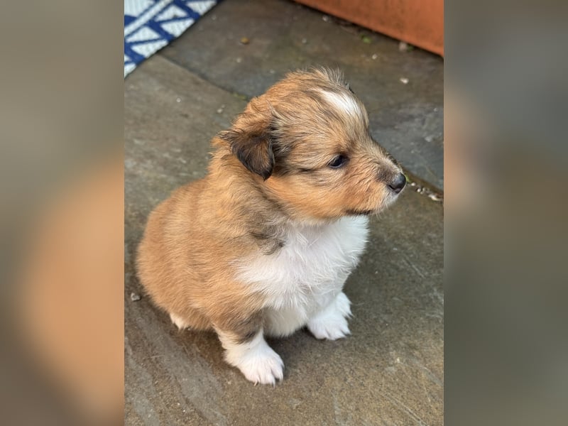 Sheltie Welpen suchen ihre Lieblingsmenschen