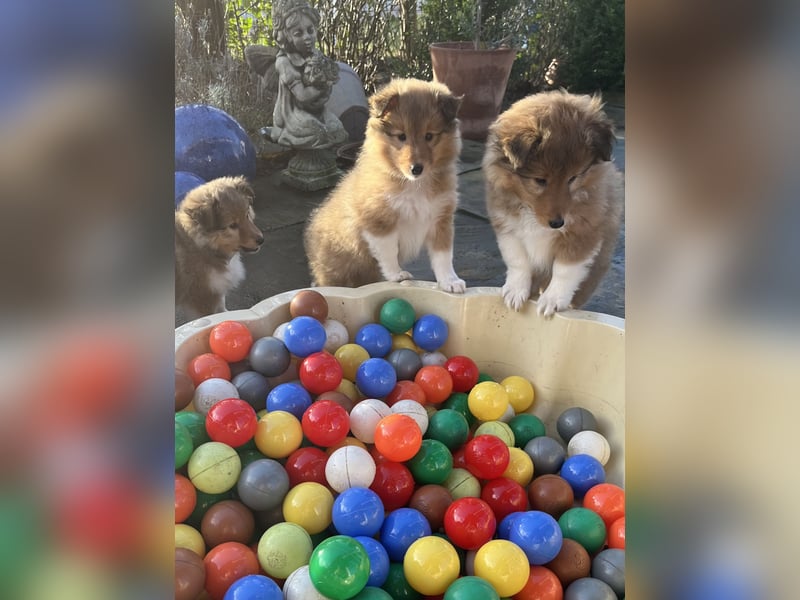 Sheltie Welpe aus VdH/ FCI Zucht