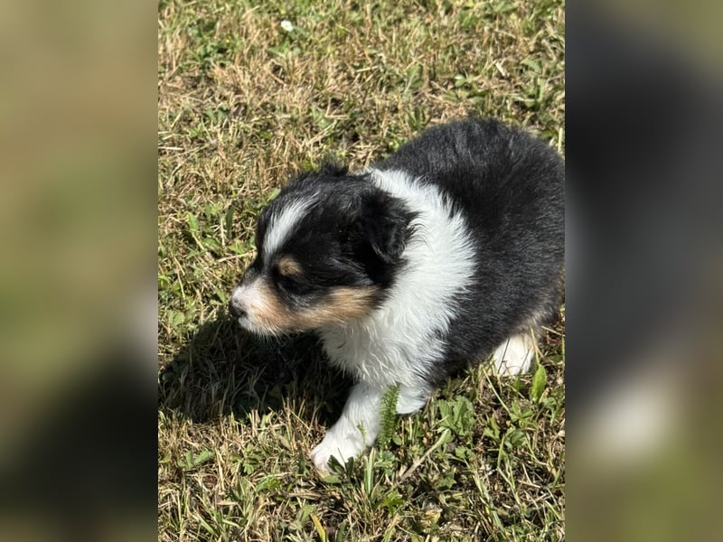 Sheltie Welpen suchen ihre Lieblingsmenschen
