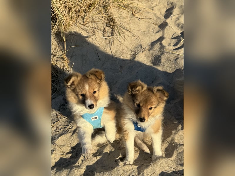 Sheltie Welpen suchen ihre Lieblingsmenschen