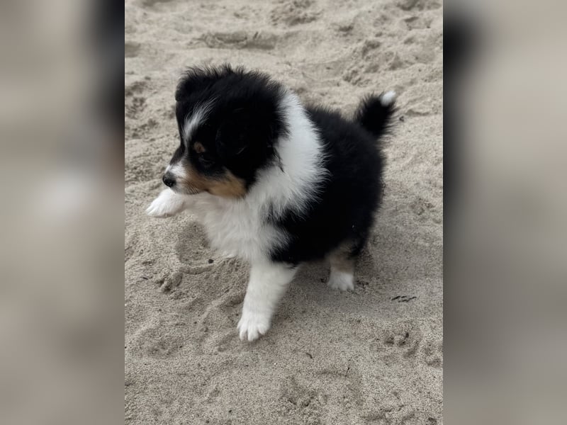 Sheltie Welpen suchen ihre Lieblingsmenschen