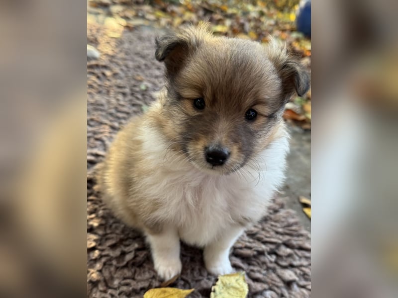 Sheltie Welpe aus VdH/ FCI Zucht