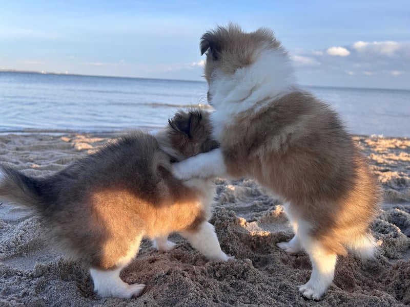 Sheltie Welpe aus VdH/ FCI Zucht