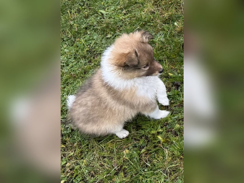 Sheltie Welpe aus VdH/ FCI Zucht