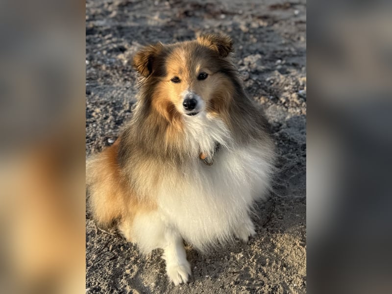 Sheltie Welpe aus VdH/ FCI Zucht