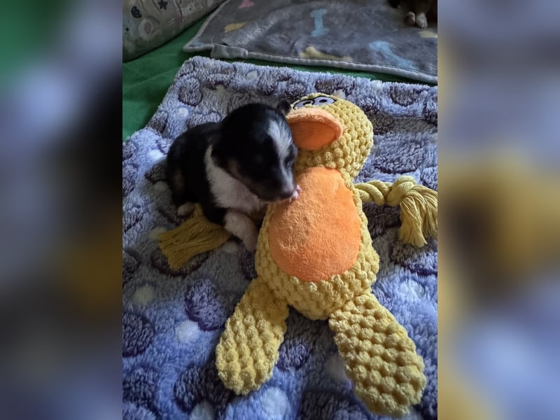 Sheltie Welpe sucht seine(n) Lieblingsmenschen