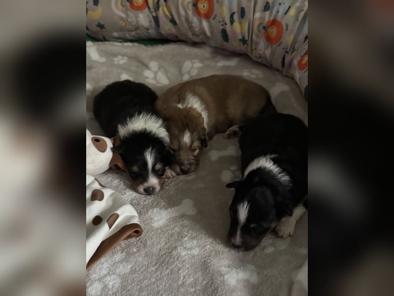 Sheltie Welpe sucht seine(n) Lieblingsmenschen