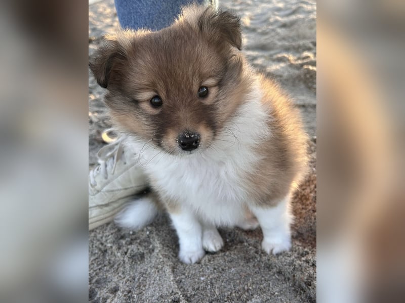 Sheltie Welpe aus VdH/ FCI Zucht