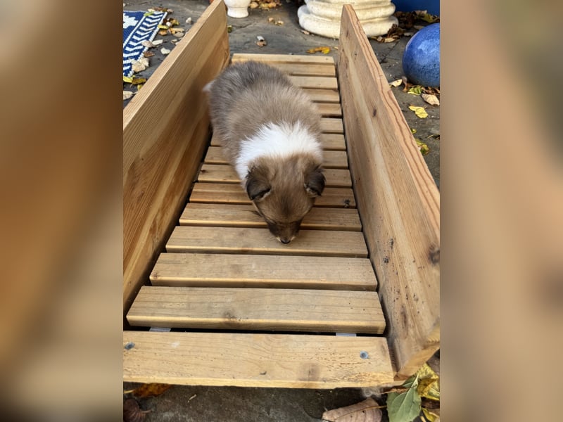 Sheltie Welpe aus VdH/ FCI Zucht