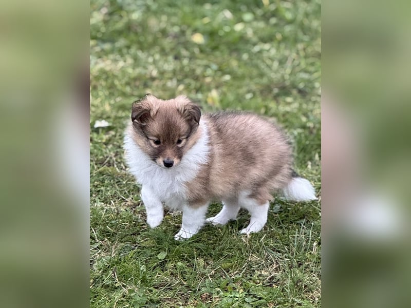 Sheltie Welpe aus VdH/ FCI Zucht