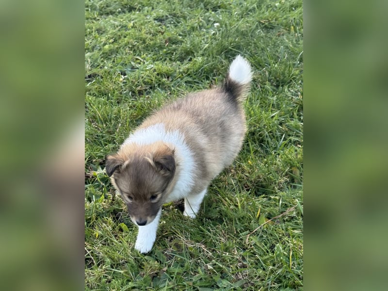Sheltie Welpe aus VdH/ FCI Zucht