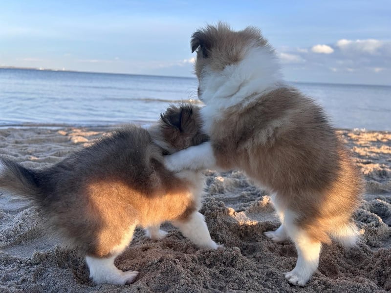 Sheltie Welpen suchen ihre Lieblingsmenschen