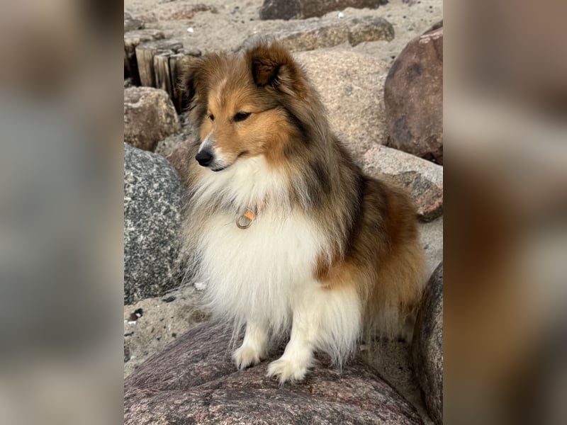 Sheltie Welpe sucht seine(n) Lieblingsmenschen