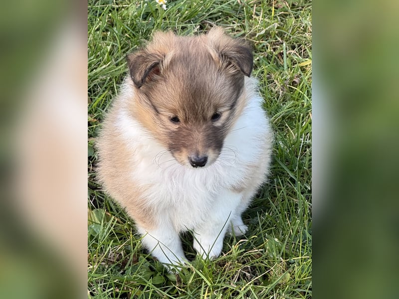 Sheltie Welpe aus VdH/ FCI Zucht