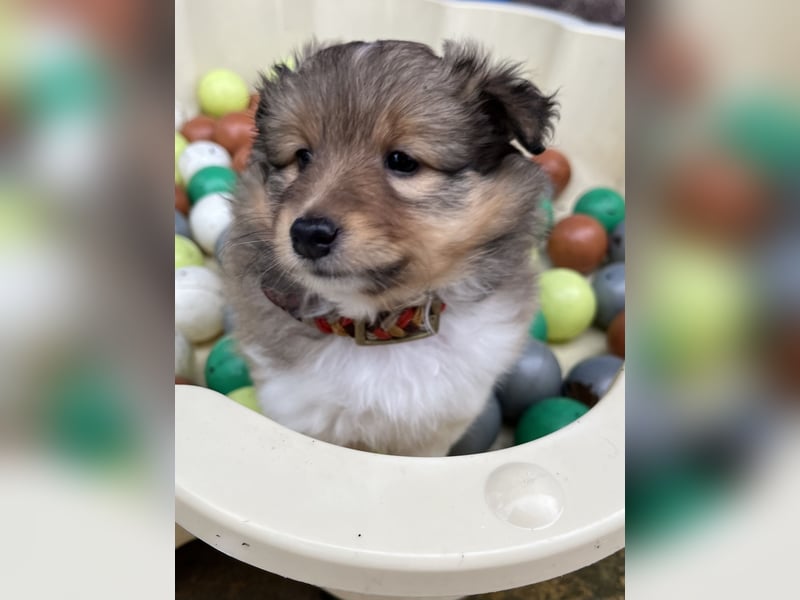 Sheltie Welpen suchen ihre Lieblingsmenschen