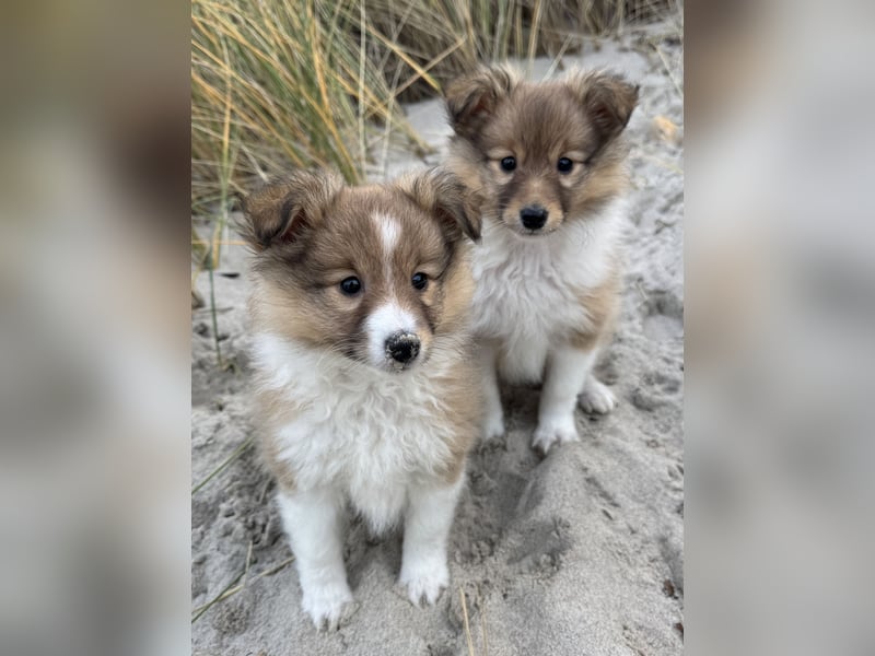 Sheltie Welpe aus VdH/ FCI Zucht