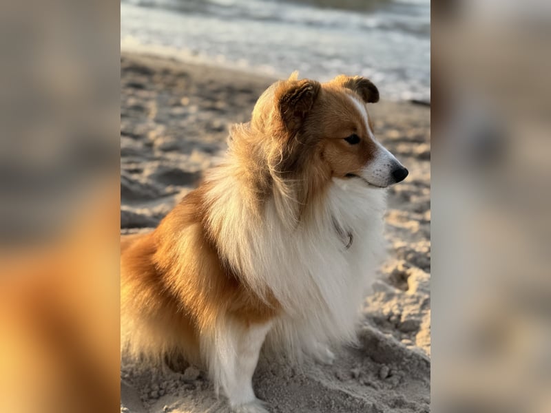 Sheltie Welpe sucht seine(n) Lieblingsmenschen