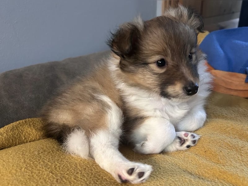 Sheltie Welpe aus VdH/ FCI Zucht