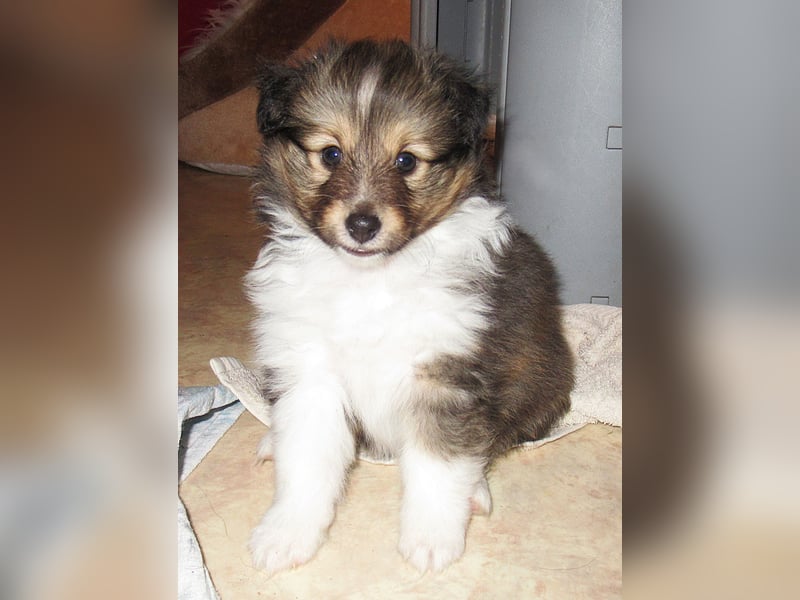 Sheltiewelpen suchen noch ein neues Zuhause