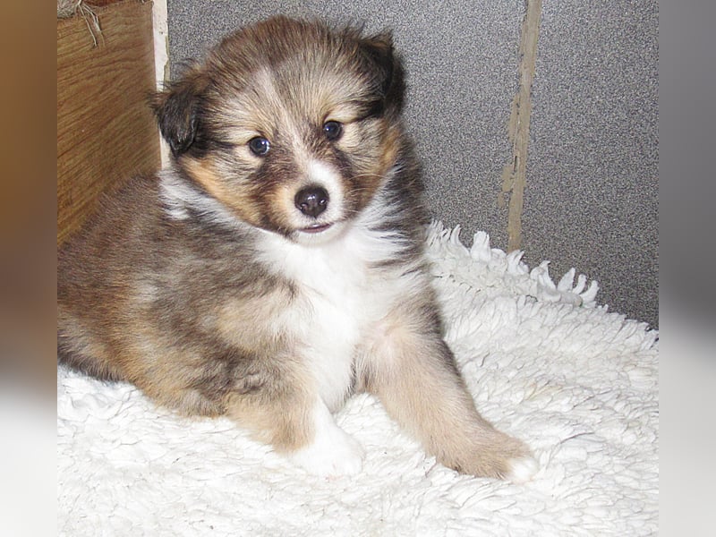 Sheltiewelpen suchen noch ein neues Zuhause