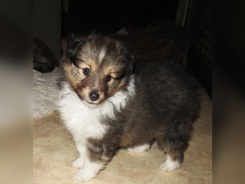 Sheltiewelpen suchen noch ein neues Zuhause