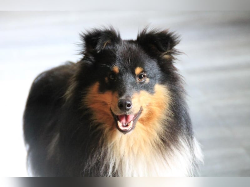 Sheltiewelpen suchen noch ein neues Zuhause