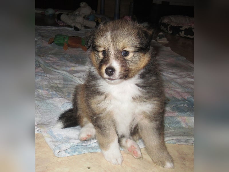 Sheltiewelpen suchen noch ein neues Zuhause