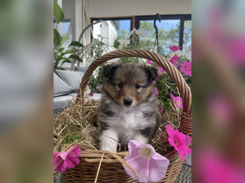 Wunderschöne Sheltie Welpen