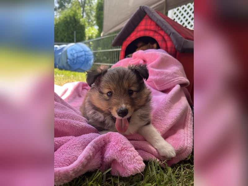 Wunderschöne Sheltie Welpen